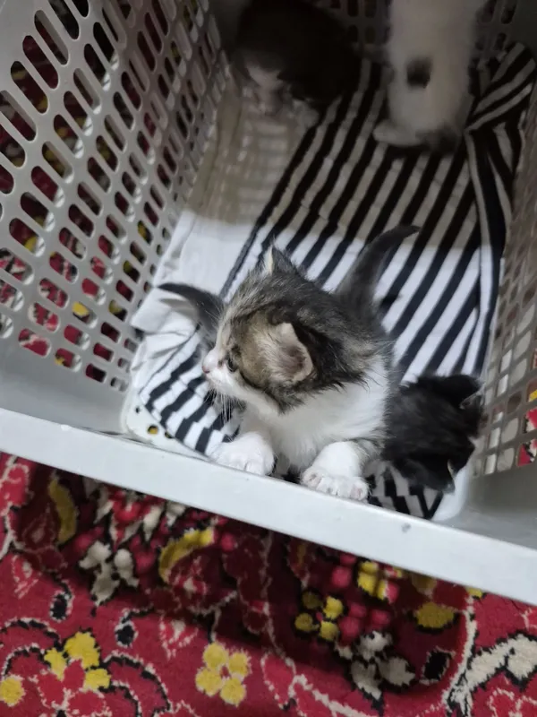 Котята только в добрые ,замечательные руки — фото 1
