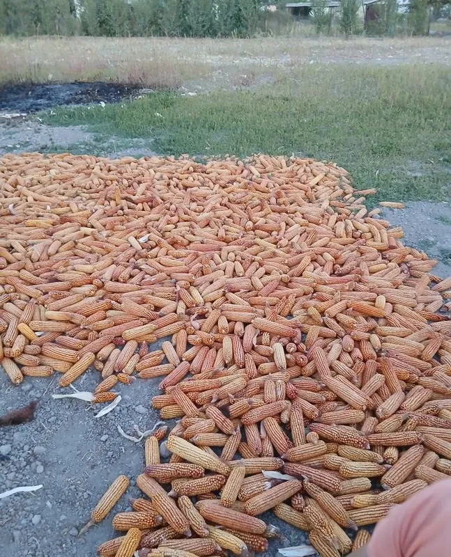 Juhori soʻtasi bilan 2 Juhori soʻtasi bilan 2
