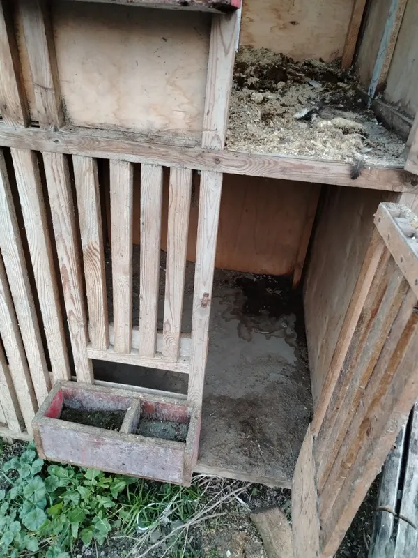 Katak xo'rozboz akalar uchun 2 etajli — фото 1