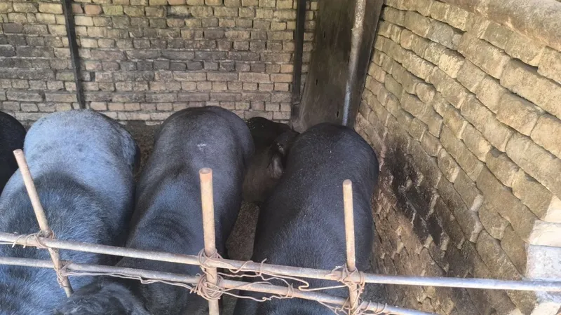 Qòylar sotiladi. 5 Qòylar sotiladi. 5