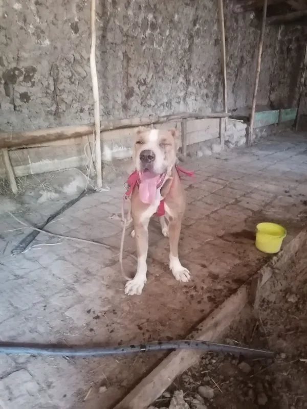 Alabay bn pitbul qo‘shilgani gibrit kuchuk sotiladi
