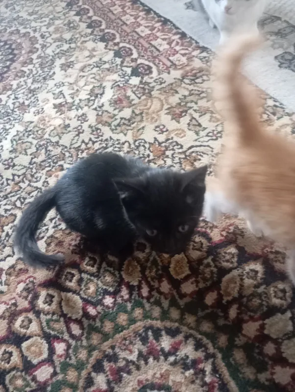 Котята 1 Котята 1