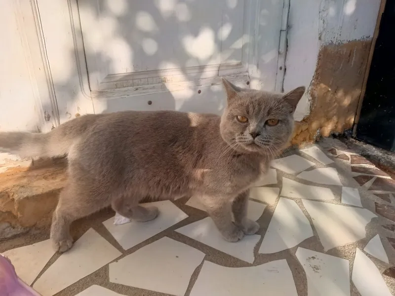 Мушук сотилади 1 млн