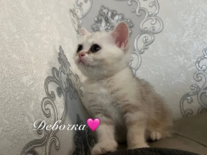 Шотландские котята окраса шиншиллы 2