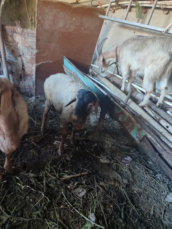Qochqor sotiladi 25 kilo 2