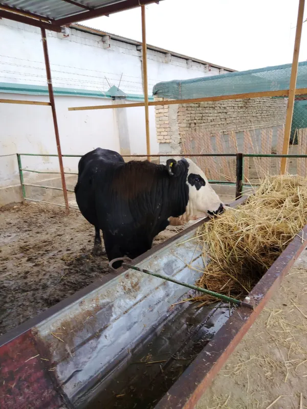 Angus gerenford mikimavus novvoslar sotiladi narxi 30 mln so'm — фото 2