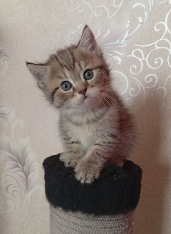 Британские котята.Акция!За двоих 700.000! — фото 4