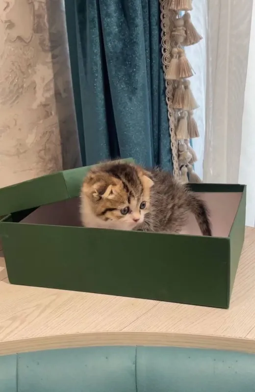 Продается котенок — фото 1