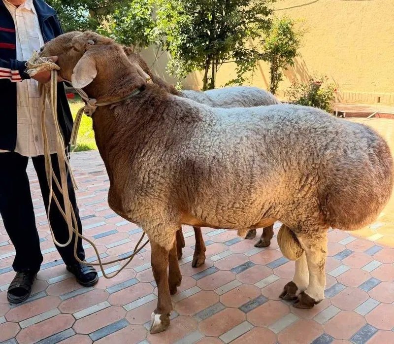 Hisori arashan qo‘ylar sotiladi 2 ta yirik — 100+ kg, zot va qurbonlik