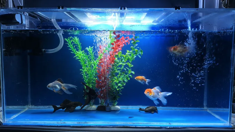 Akvarium baliqlari bilan sotiladi 1 Akvarium baliqlari bilan sotiladi 1