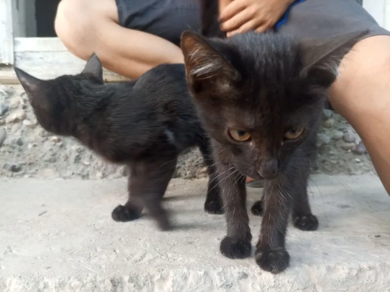 Кошка продаётся