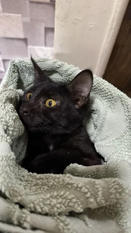 Чёрный котёнок ищет любящую семью