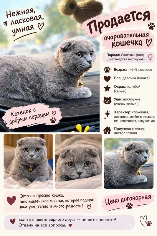 Срочно Продаётся шотландская вислоухая (скоттиш-фолд) 1 Срочно Продаётся шотландская вислоухая (скоттиш-фолд) 1