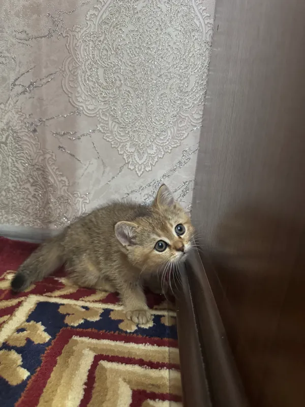 Котята