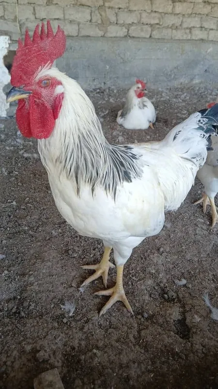 Adler xorozlari 25 bor 7 Adler xorozlari 25 bor 7