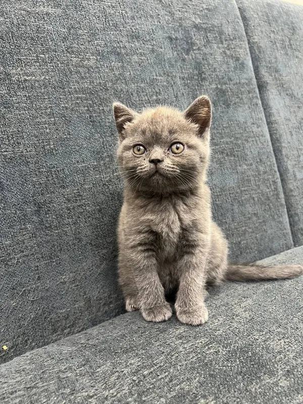 British Shorthair / Scottish Straight mushukchalari sotiladi — фото 1