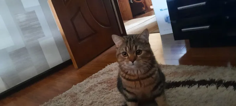 Ищем кошку для вязки. Британский короткошерстный кот. — фото 4
