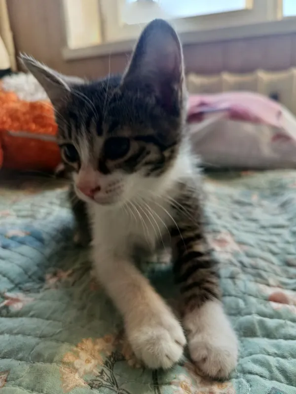 Котята в добрые ответственные руки 5 Котята в добрые ответственные руки 5