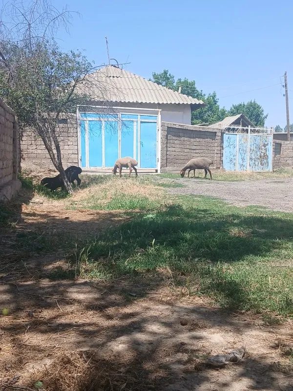 Qŏylar sotiladi bolari qŏchqor toza zot — фото 2