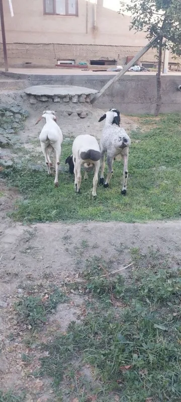 Кучкорчалар сотилади. 3
