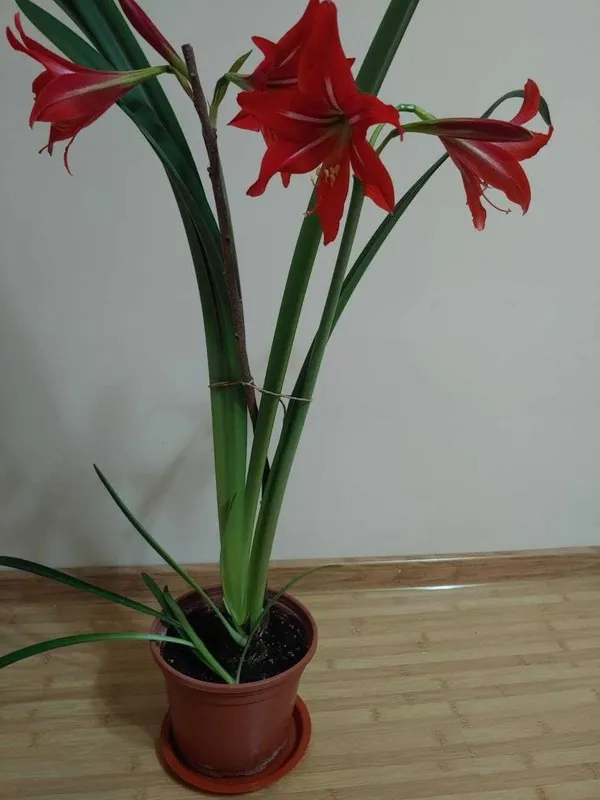 Продается гиппеаструм