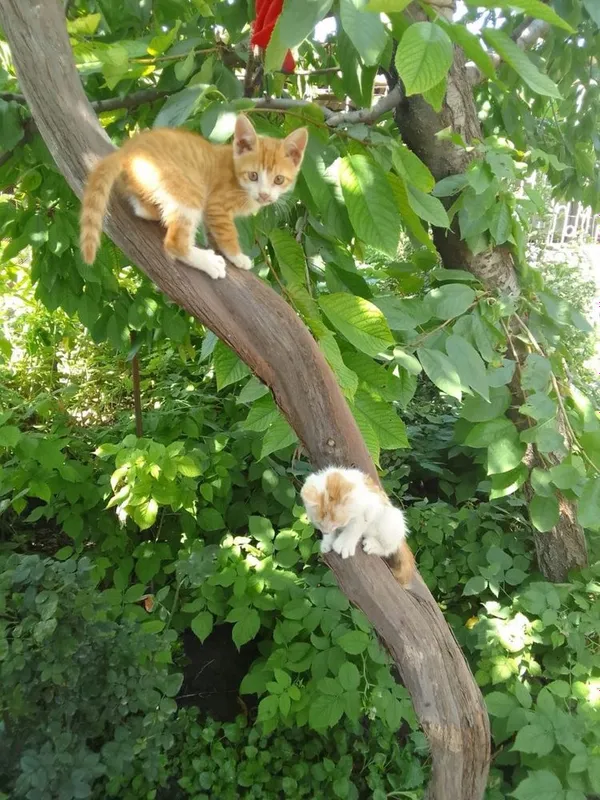 Котята 2 месяца, два мальчика и девочка в добрые руки 4 Котята 2 месяца, два мальчика и девочка в добрые руки 4