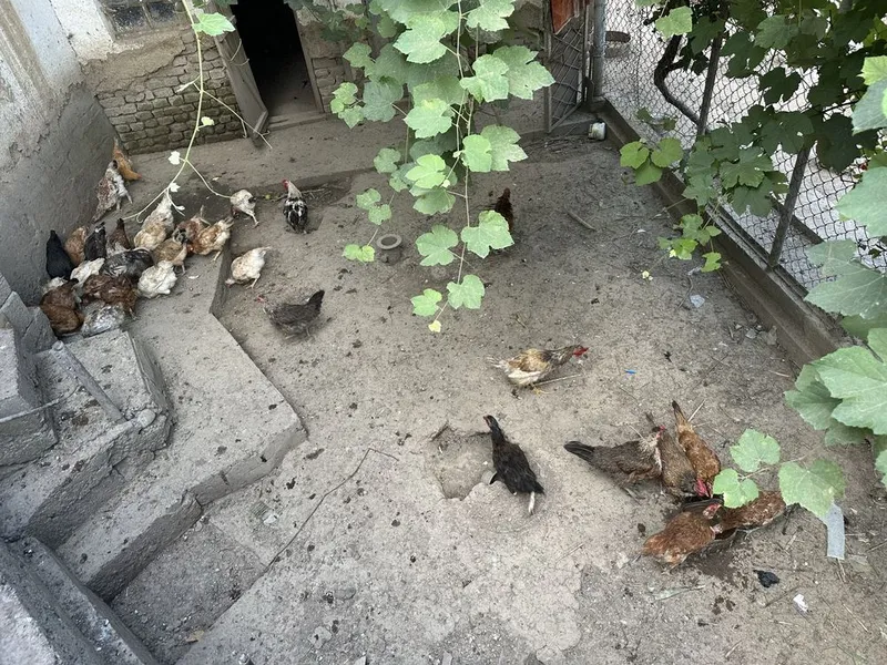 Куры домашние молодые — фото 1