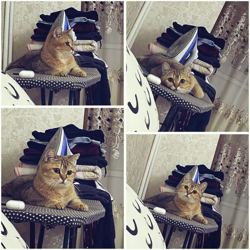 Кошка золотая шиншилла (стерилизована) — фото 6