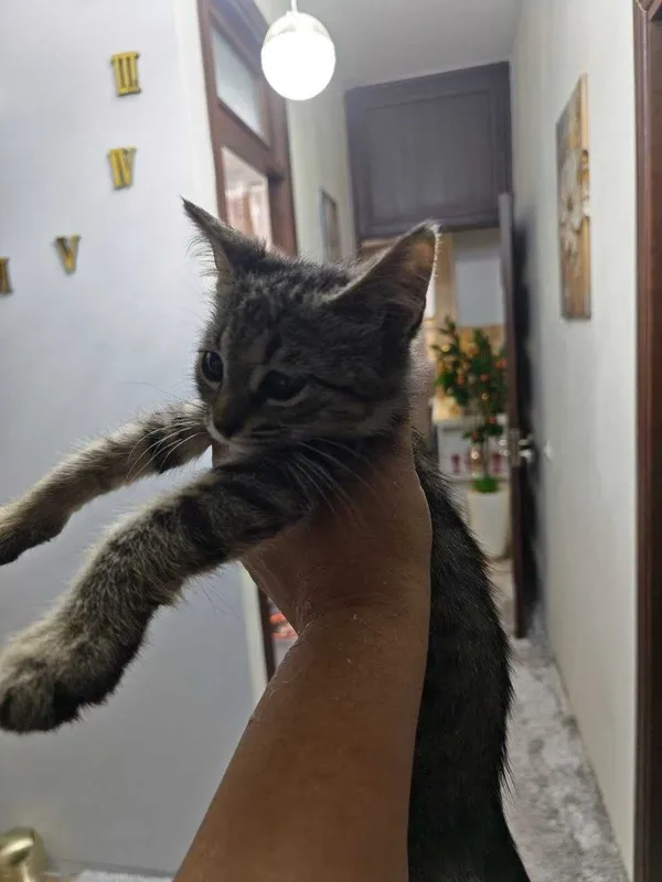 Котенок мальчик, славный, любит целовать 2