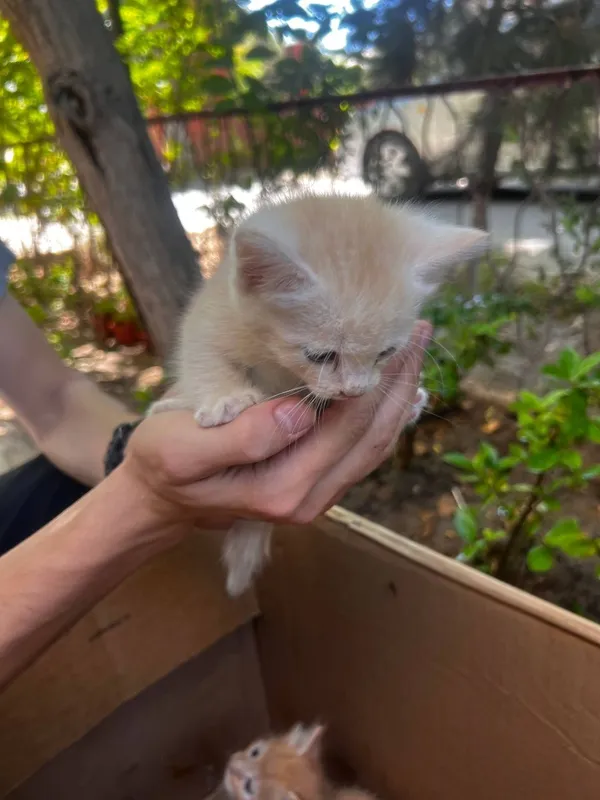 Котята в добрые руки 3 Котята в добрые руки 3