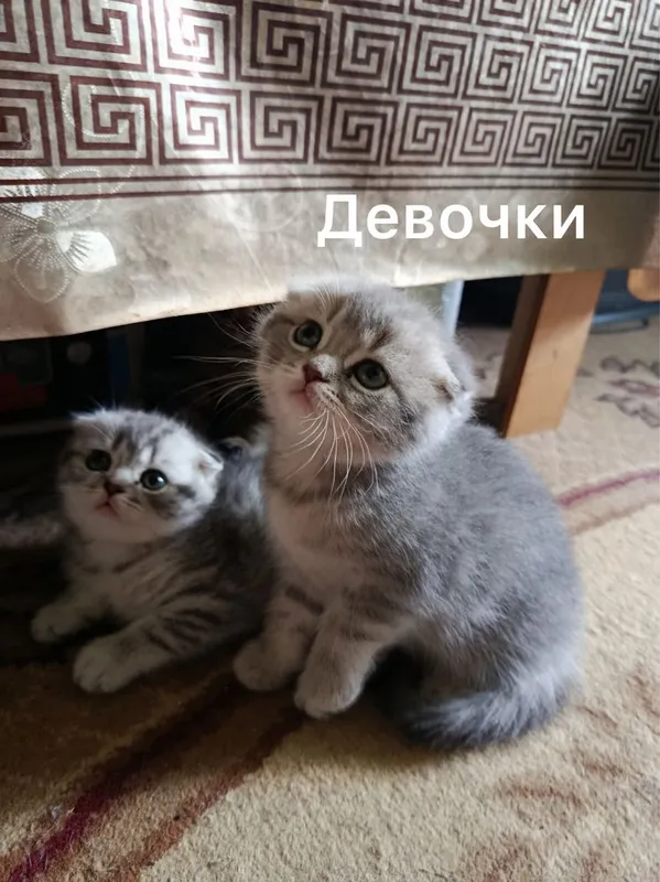 Вислоухая кошка скотиш фолд и Страйт — фото 2