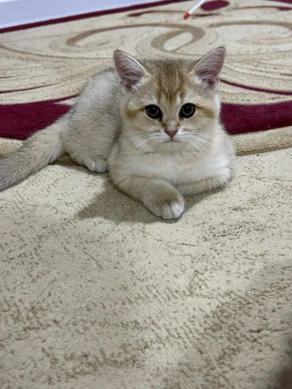 Shinshila n12 srocna sotiladi iktasi 550$ — фото 3