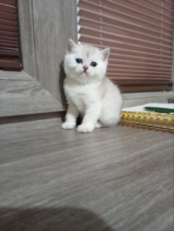 serebristiy shinshila 7