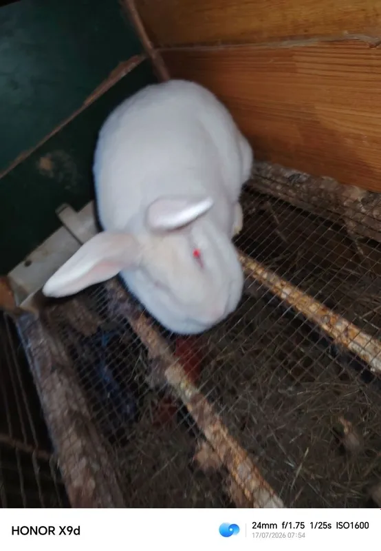 hikol quyonlari sotuvda 3 hikol quyonlari sotuvda 3