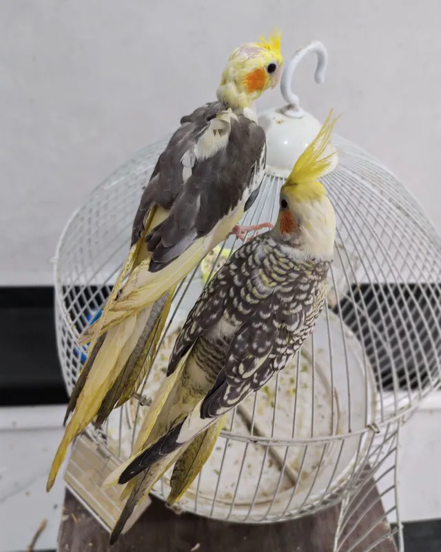 Karella qushi sotiladi 3 Karella qushi sotiladi 3