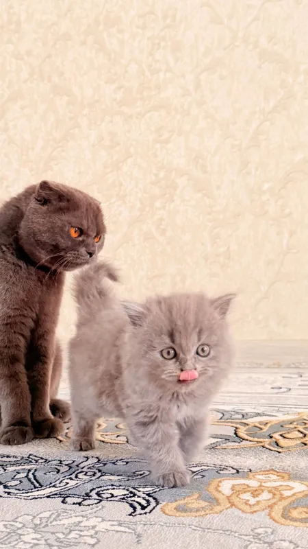 кошка