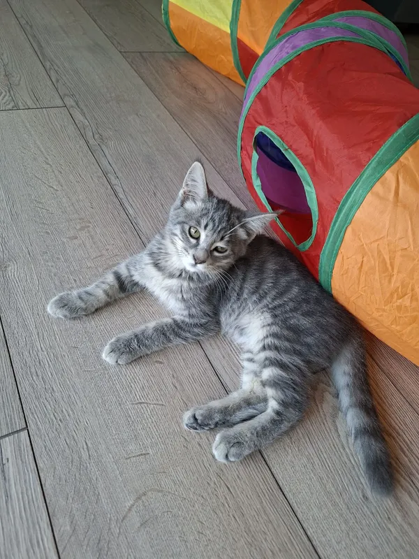Котенок мальчик два месяца 2 Котенок мальчик два месяца 2
