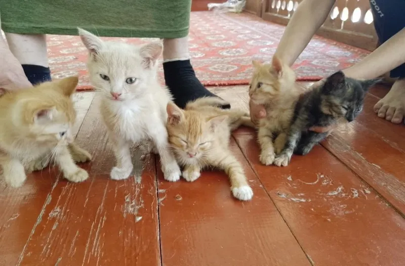 Котята, очень красивые, отдаю даром 3 Котята, очень красивые, отдаю даром 3