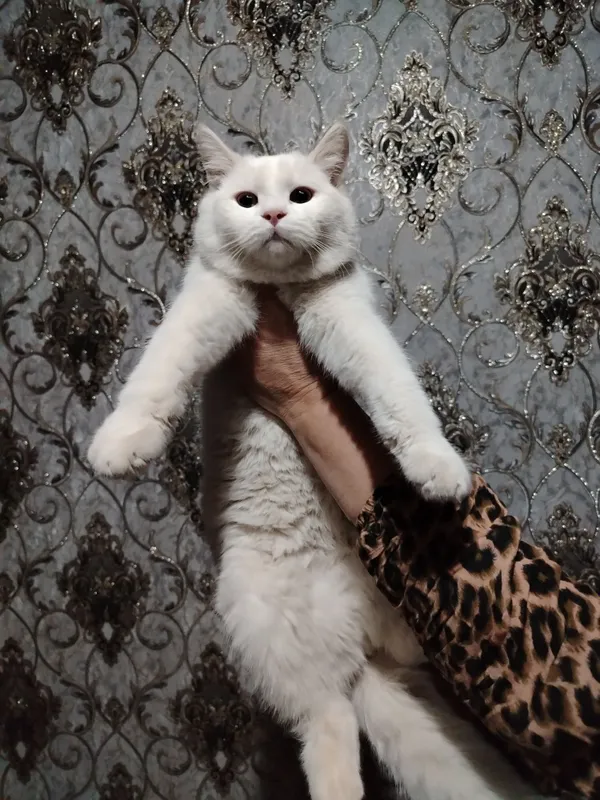 Scottish fold va shinshila o'g'ilchasi — фото 2