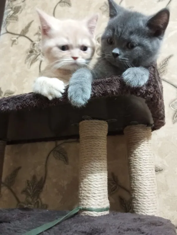 Шотландские котята.Цена договорная 800000. 8 Шотландские котята.Цена договорная 800000. 8