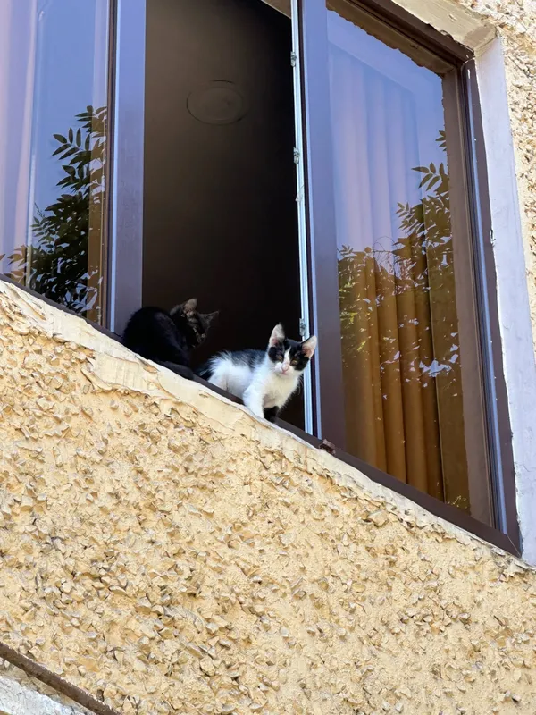 котята йана торта бор нархини келишамз.