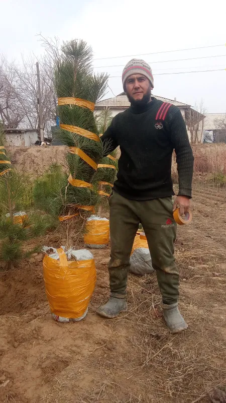 Qrim majvinik sasna tuya bor