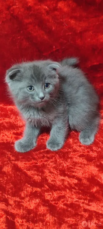 Scottish Fold mushukchalari sotiladi 2 Scottish Fold mushukchalari sotiladi 2