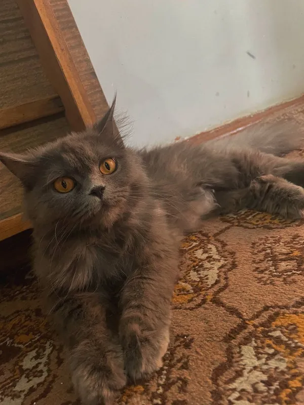 Скоттиш страйт породний мушук — фото 2