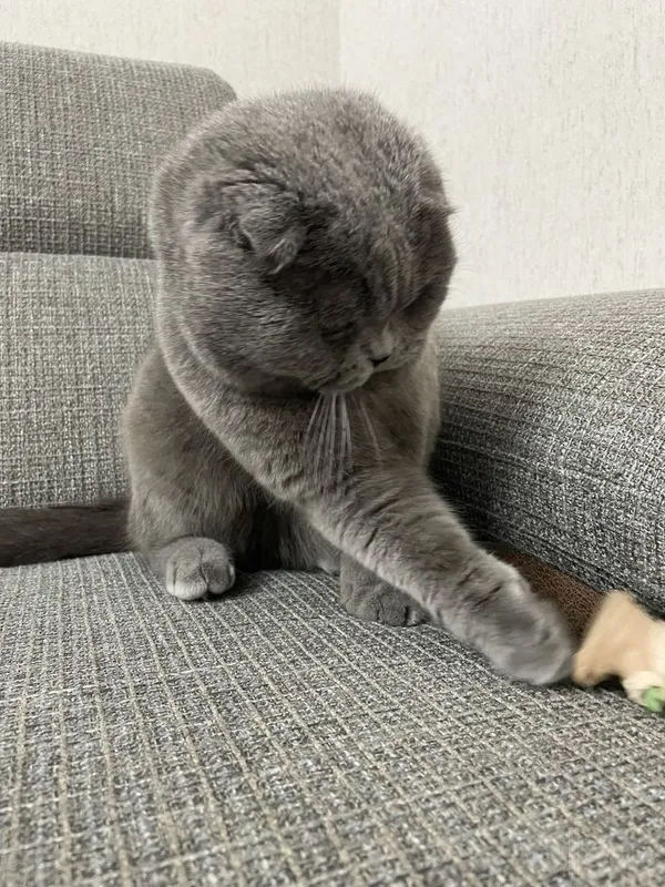 Мальчик Scottish Fold 3 Мальчик Scottish Fold 3