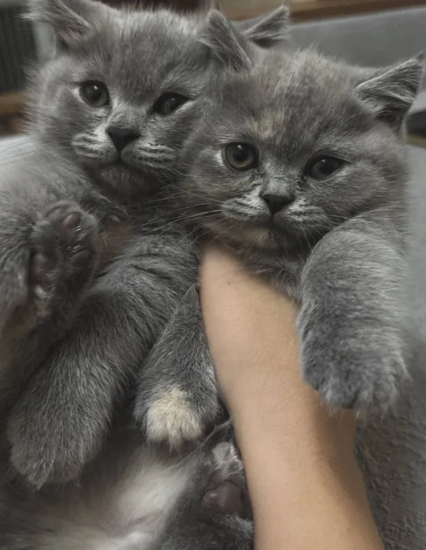 Британские котята 5 Британские котята 5