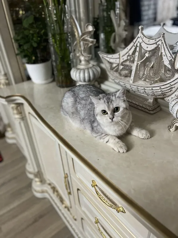 Серебряная шиншилла киз бола — фото 1
