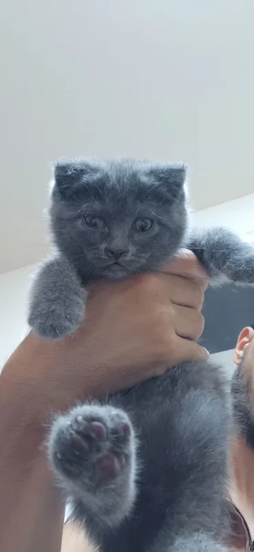 Scottish fold va straight 4