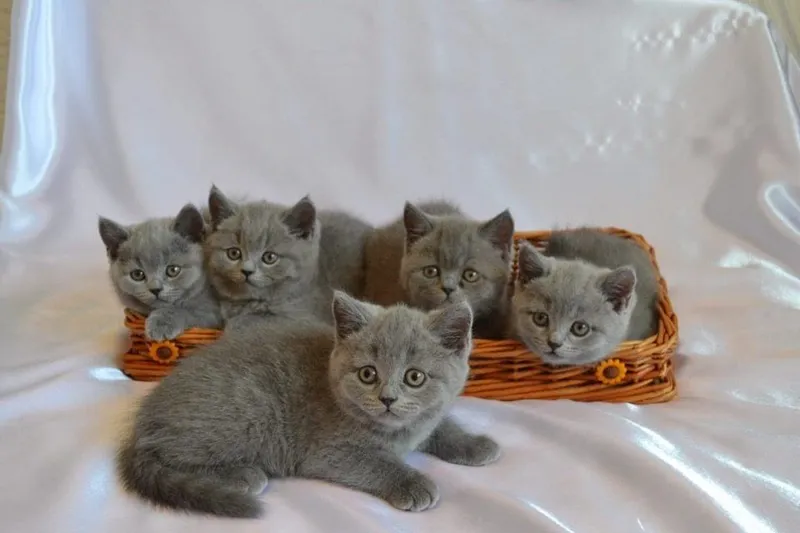 Британские красивые котята 4 Британские красивые котята 4