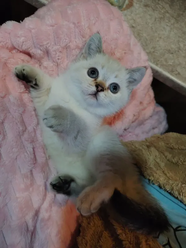 Котята продаю фолд 3 Котята продаю фолд 3